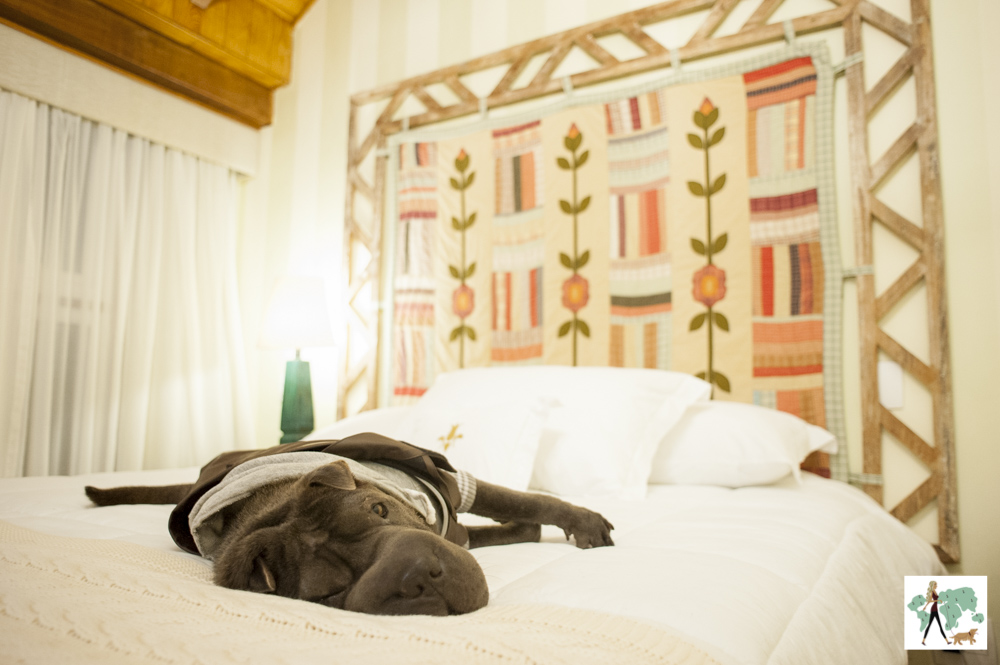cachorro deitado em cama de hotel