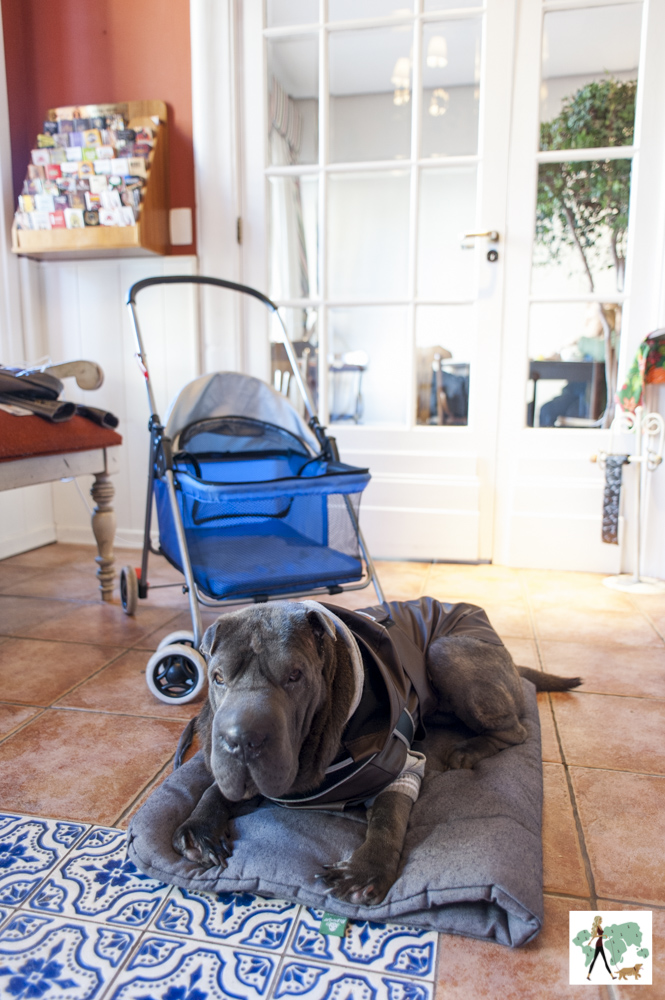 carrinho e cachorro na recepção do Petit Casa da Montanha