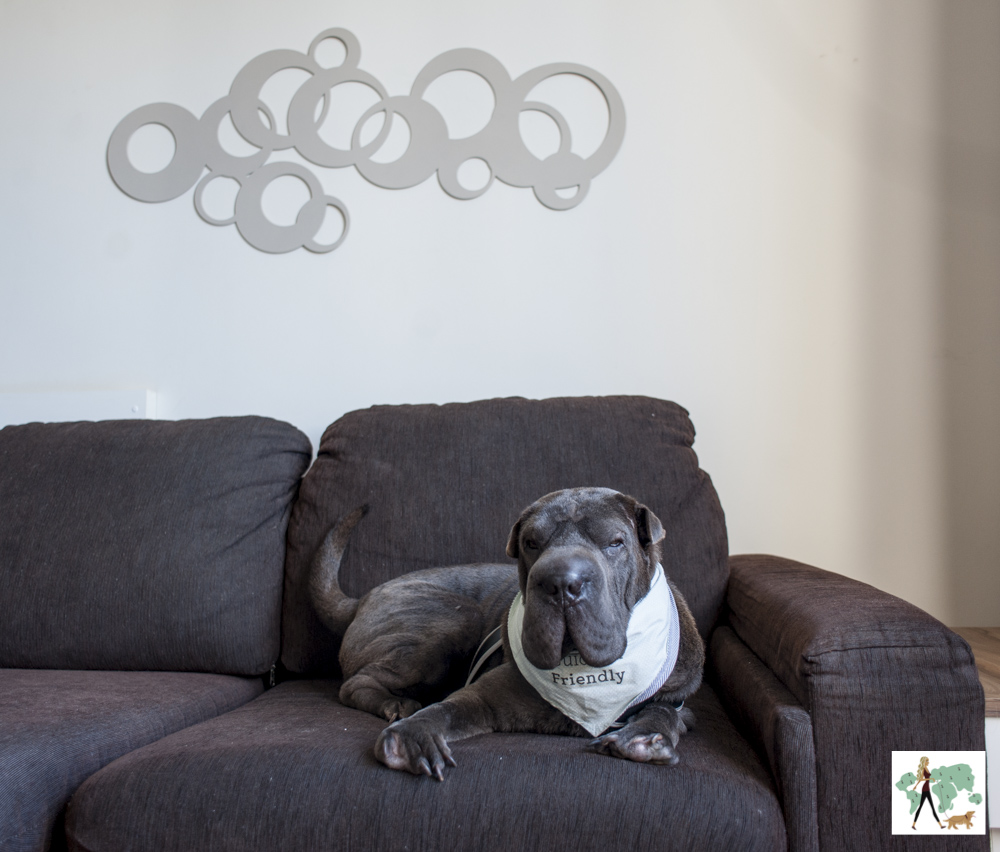 cachorro deitado em cima do sofá