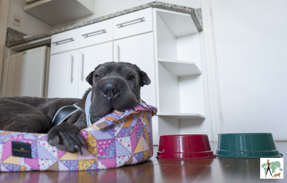 cachorro deitado em cama com potes de comida ao lado