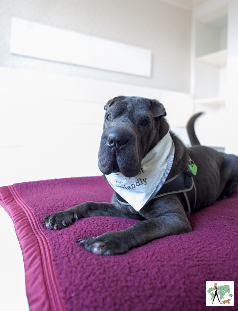 cachorro deitado em cima da cama do hotel Swan