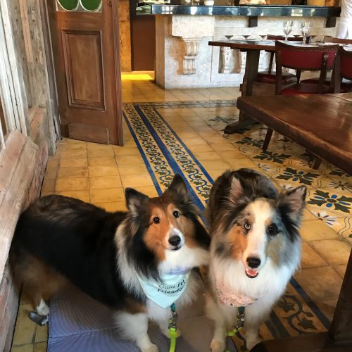 Quintanilha em Gramado é pet friendly duas cachorras do lado da mesa