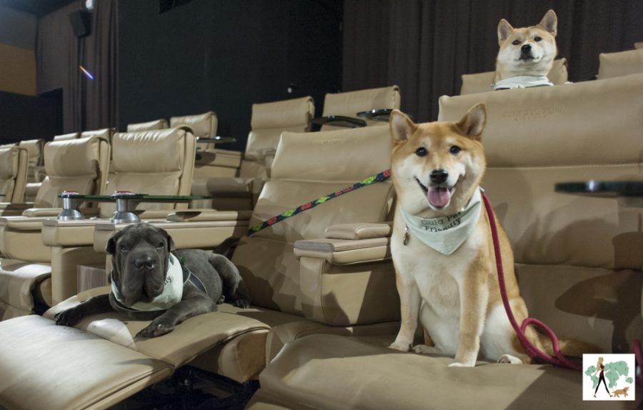 cachorros sentados dentro de sala de cinema 