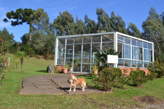 cachorro no jardim