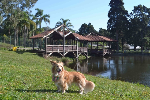 cachorro no gramado e um lago atrás