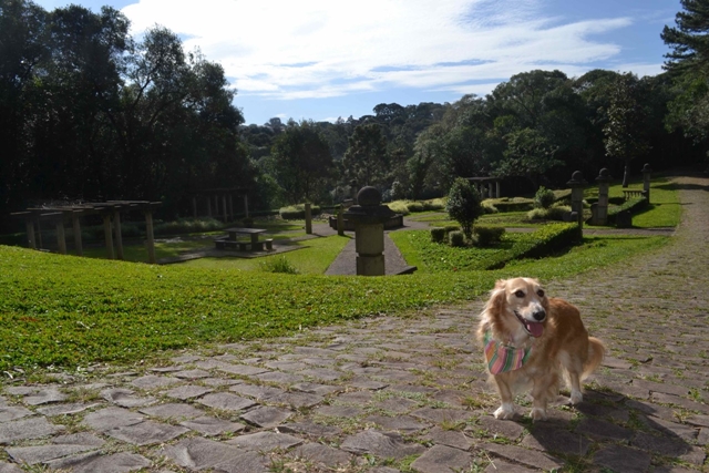 cachorro na frente de um jardim