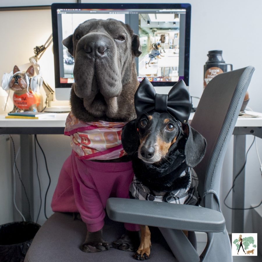 cachorros em cima da cadeira em escritório