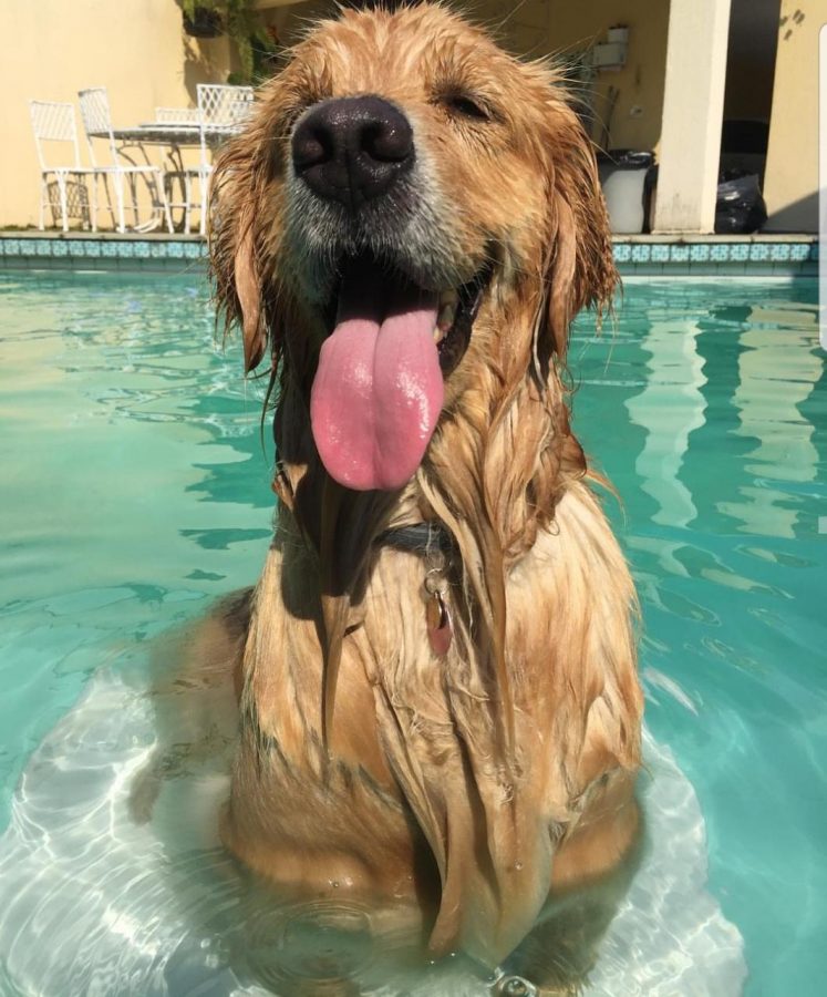 cachorro dentro da piscina