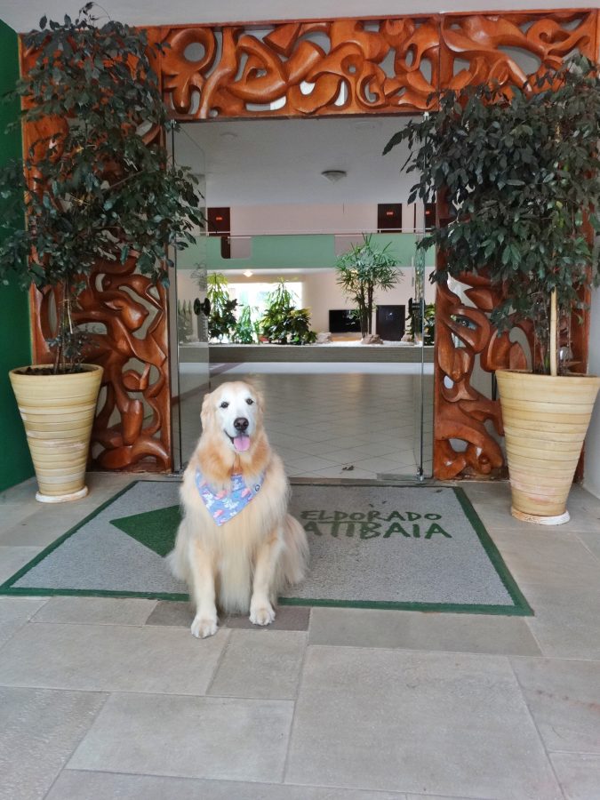 cachorro sentado na entrada do resort