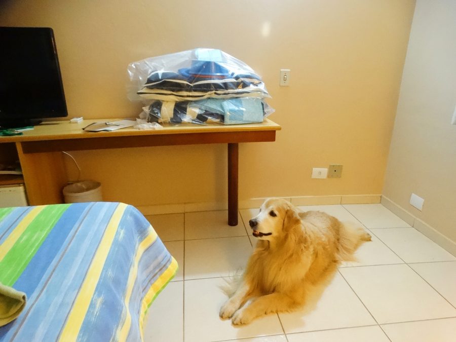 cachorro deitado no chão do quarto