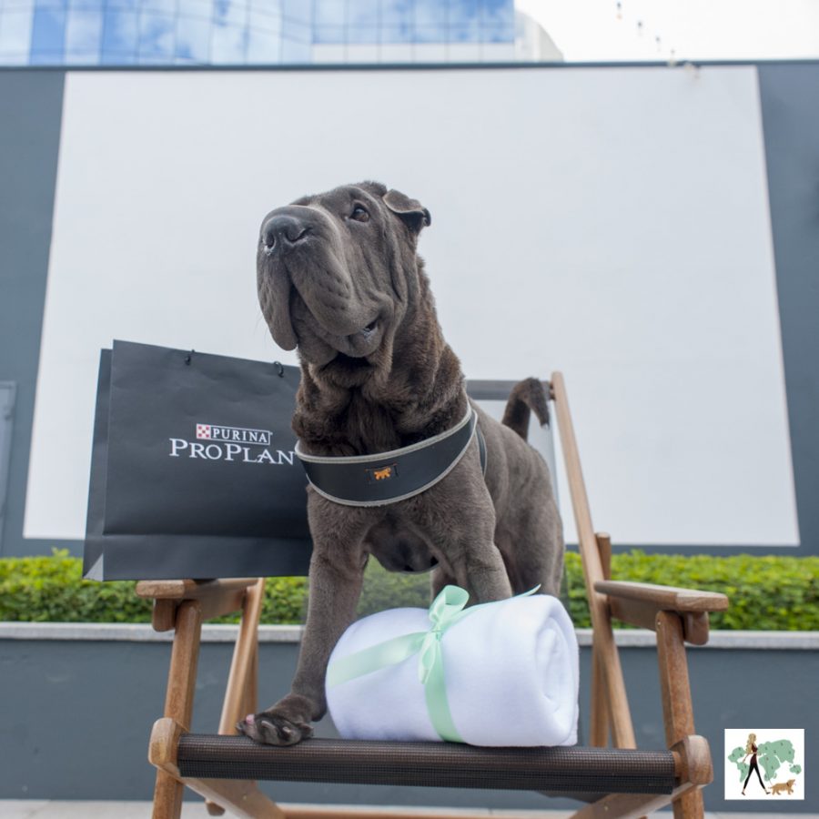 cachorro em cima de cadeira com tela de cinema ao fundo