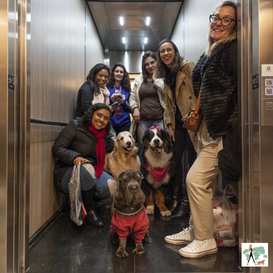 cachorros e humanos posando para foto no elevador