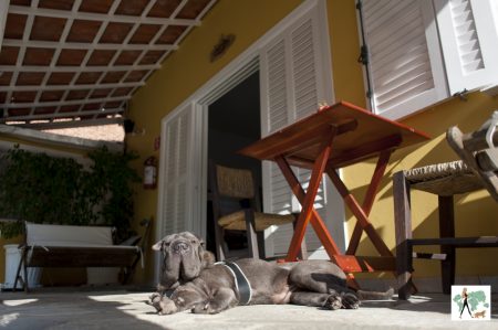 cachorro deitado na varanda da pousada Moa