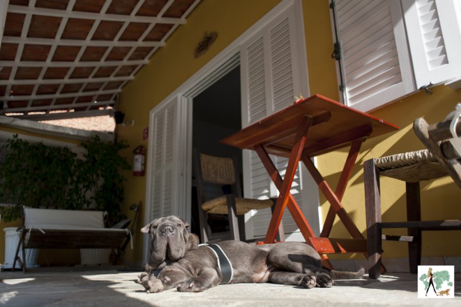 cachorro deitado na varanda da pousada Moa