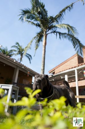 cachorro no meio de jardim com palmeira ao fundo