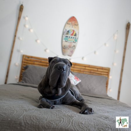 cachorro em cima de cama de pousada