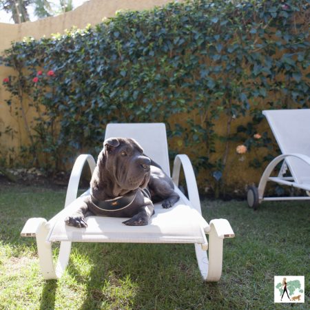 cachorro em cima de espreguiçadeira