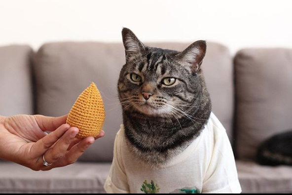 gato com uma coxinha de crochê 
