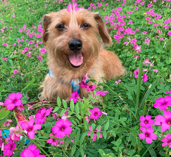 cachorro com flores
