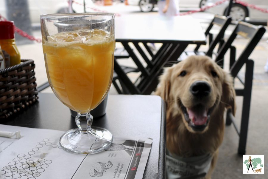 cachorro ao lado de suco de laranja