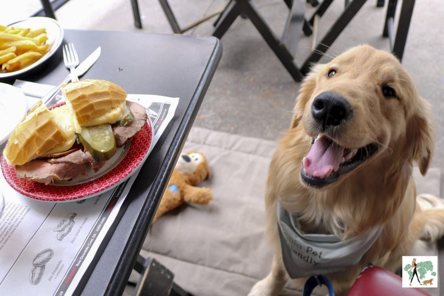 cachorro olhando bauru