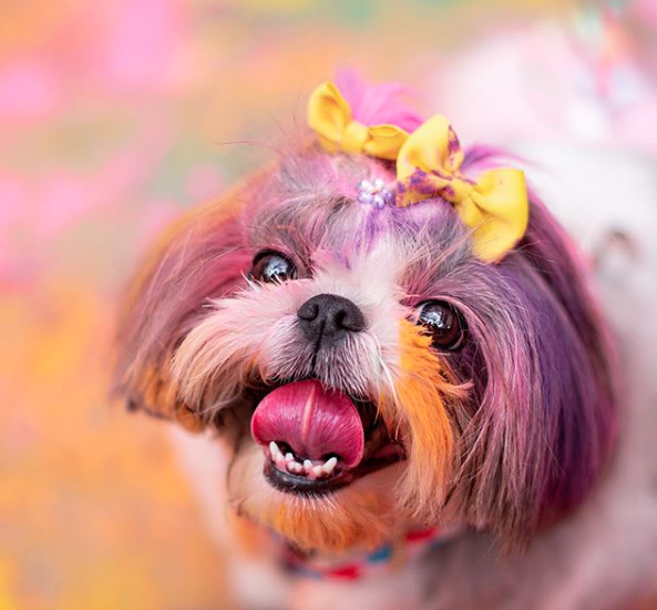 cachorro sorrindo e todo colorido