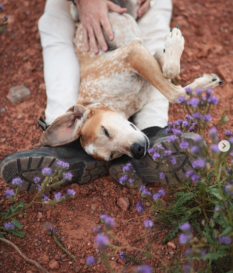 cachorro deitado e com flores