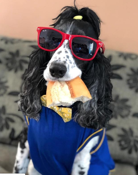 cachorro de óculos com um pão na boca