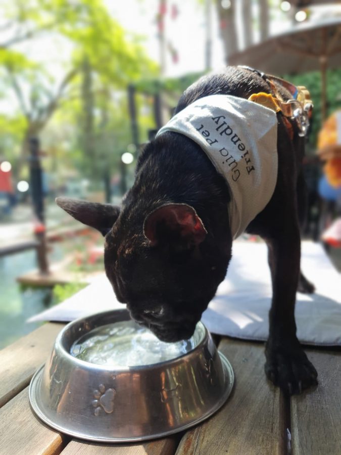 cachorro bebendo água