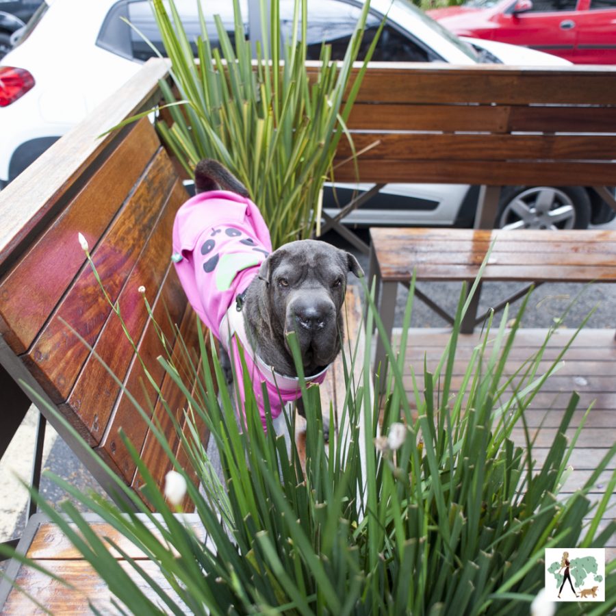 cachorro em cima de banco de parklet