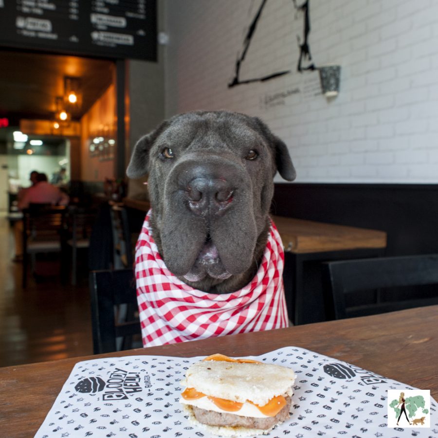 cachorro e hambúrger pet