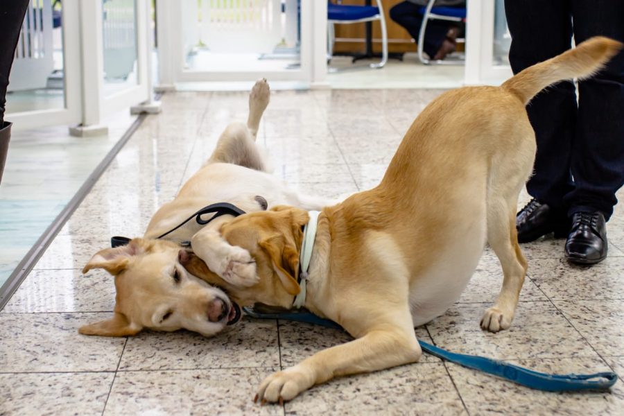 imobiliária pet friendly