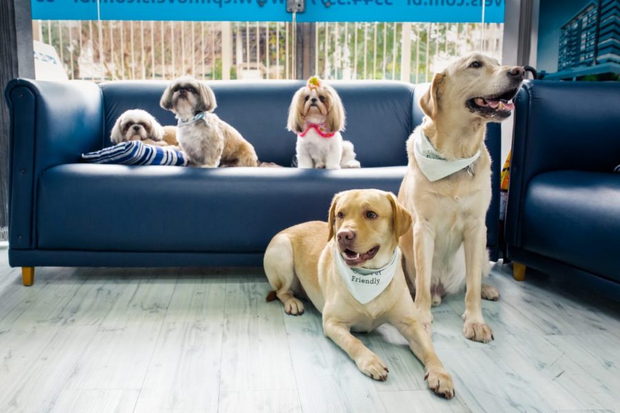 cachorros em Pet Day