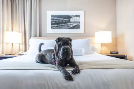 cachorro em cima de cama de hotel Etoile