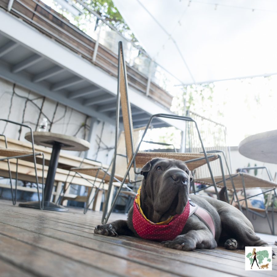 cachorro deitado em restaurante