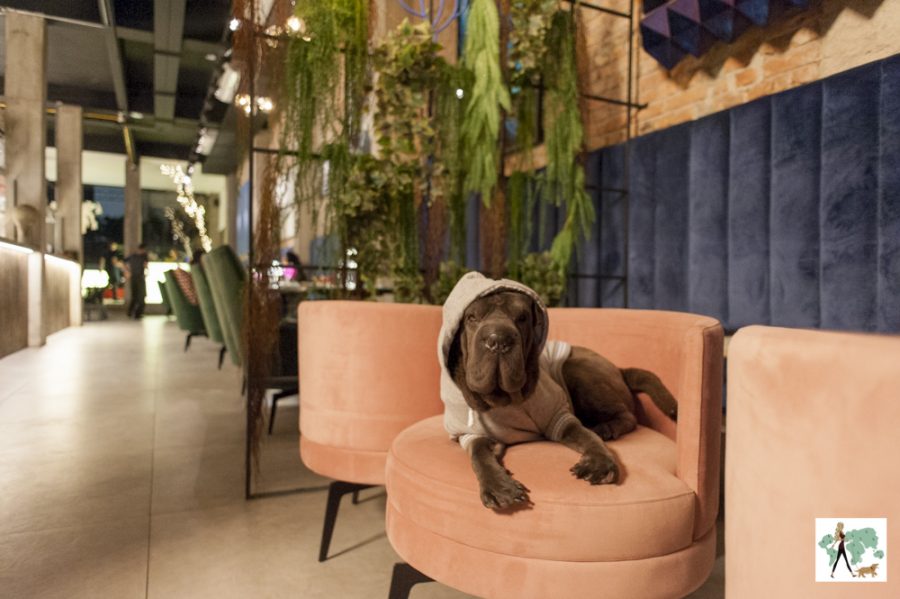 cachorro sentado em poltrona no Frê pet friendly