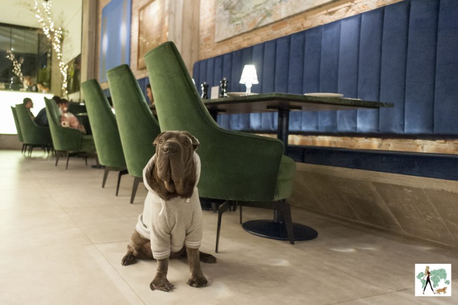 cachorro sentado na Frê Forneria pet friendly