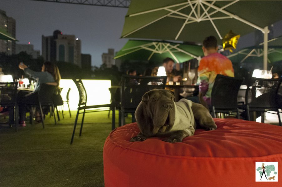 cachorro deitado em puff vermelho pet friendly