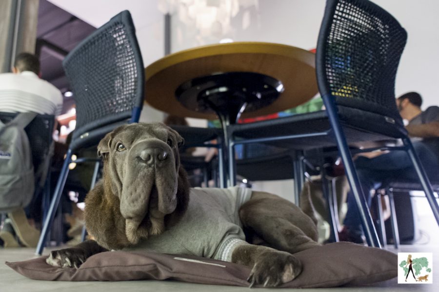 cachorro deitado na Frê Forneria pet friendly