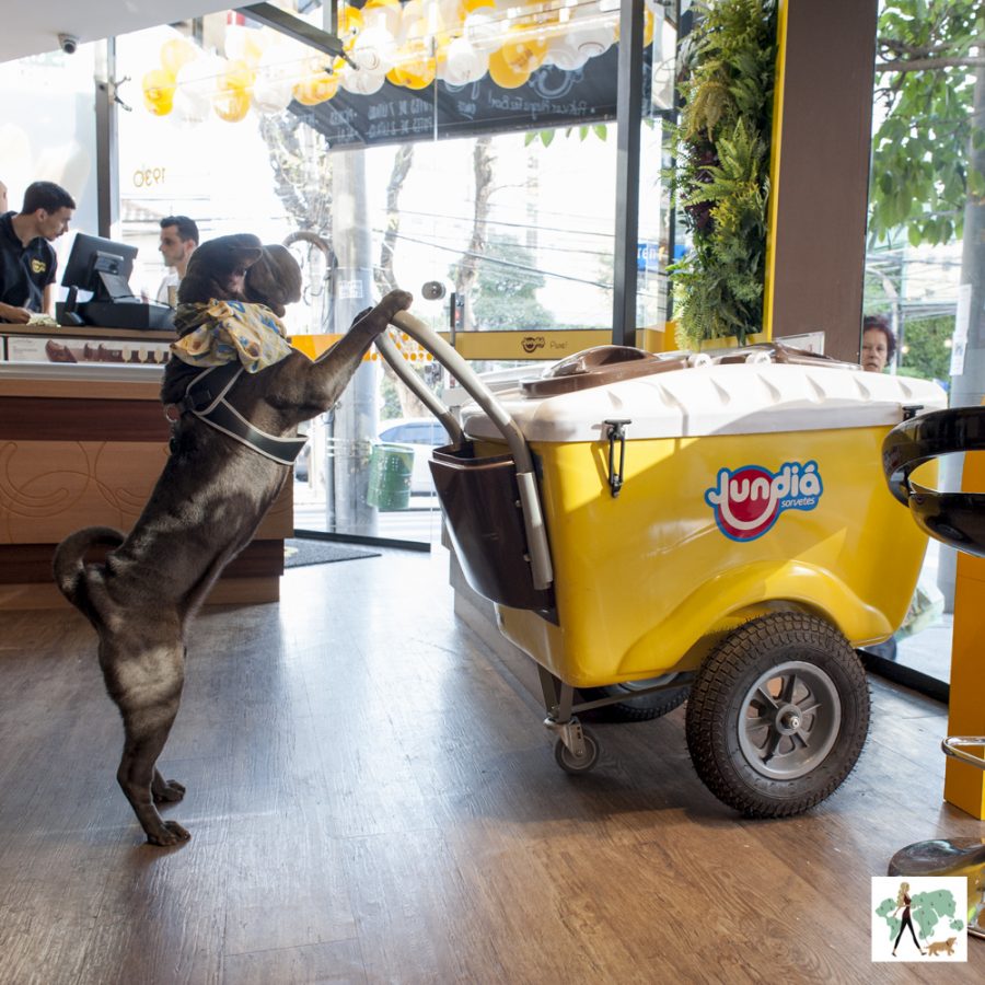 cachorro empurrando carrinho de sorvete