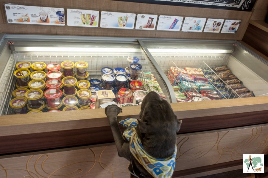 cachorro olhando uma geladeira de sorvete na Jundiá jardins pet friendly