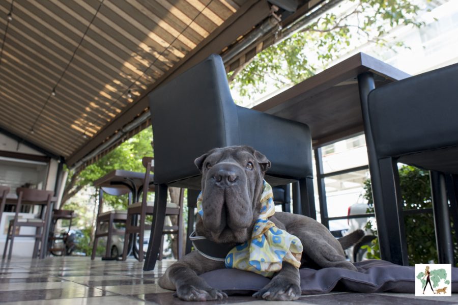 cachorro deitado no La Maison com varanda pet friendly