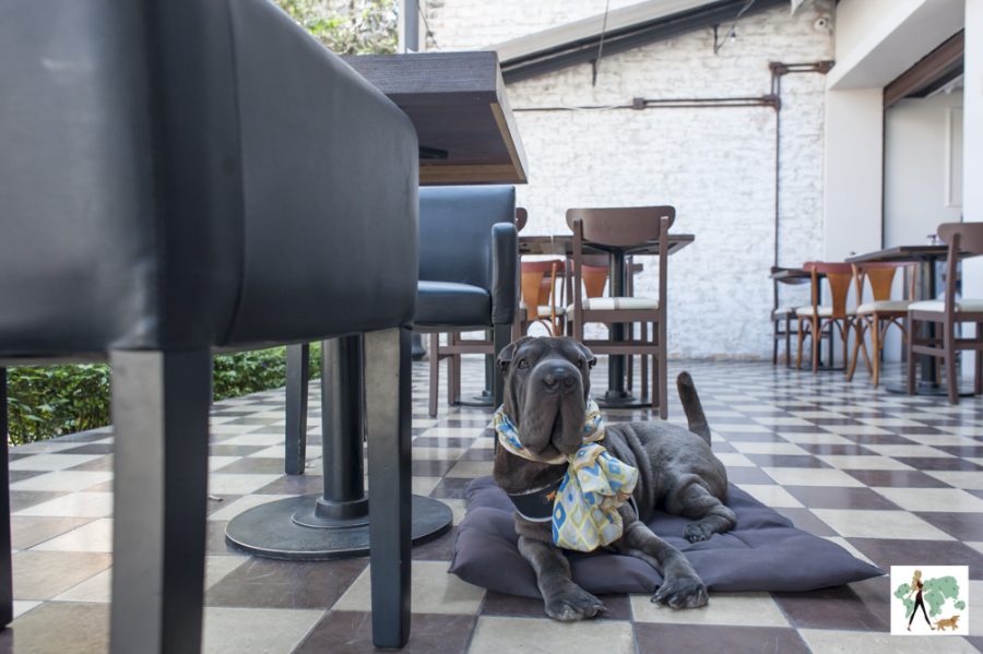cachorro na varanda do La Maison com varanda pet friendly