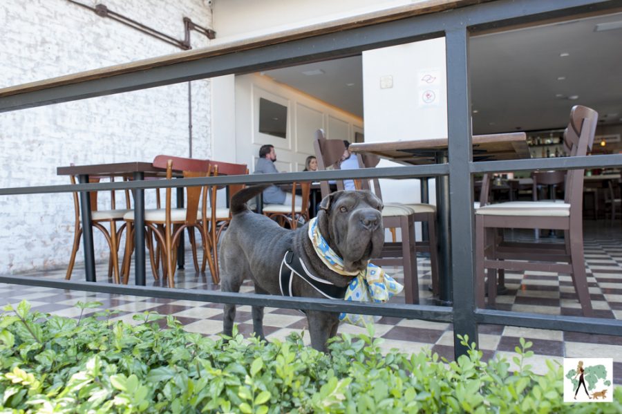 cachorro em varanda de restaurante do La Maison com varanda pet friendly