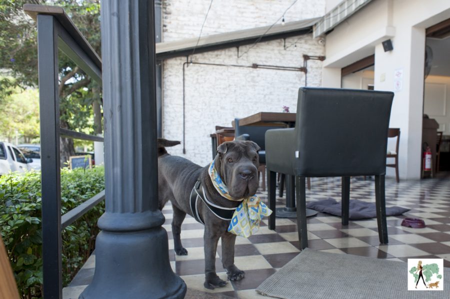 cachorro na varanda do La Maison com varanda pet friendly