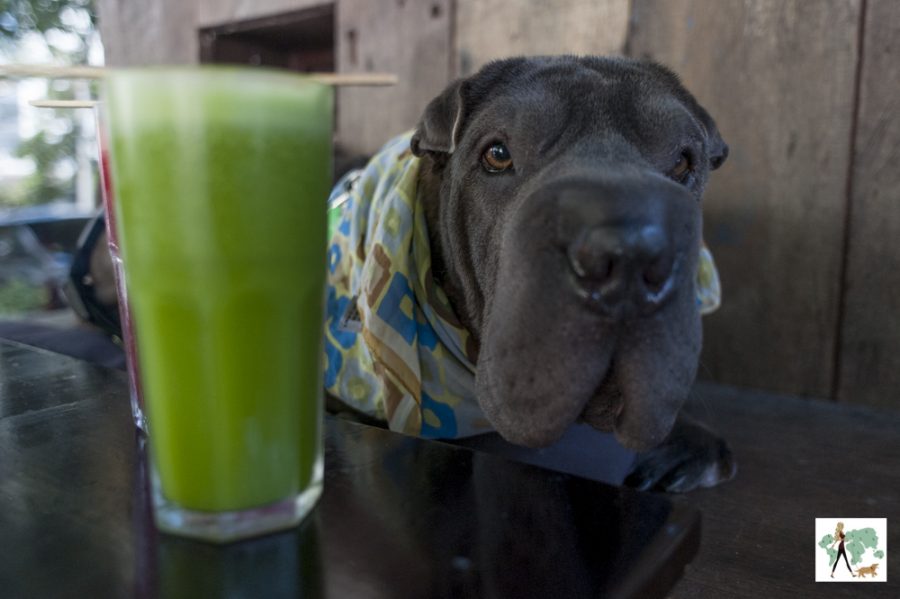 suco verde ao lado de cachorro