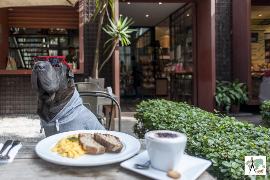 cachorro de óculos sentado na cadeira na Pão da Vila Nova Conceição