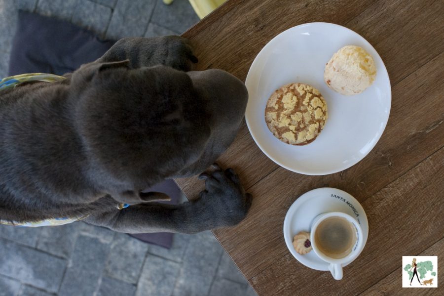 Pão to go tem espaço para os pets e o cachorro está olhando para as comidas em cima da mesa