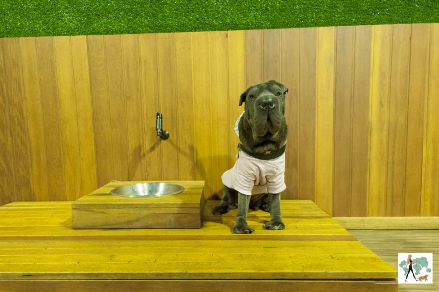 cachorro sentado ao lado de bebedouro