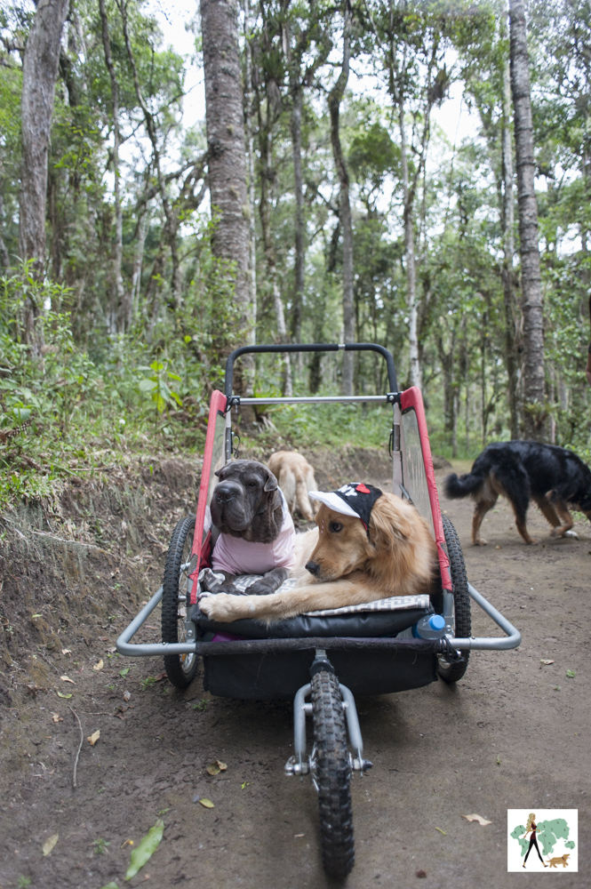 onde se hospedar com pets em Campos